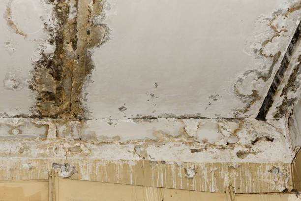 Why You Should Choose Our Mold Remediation Services in Sewaren, NJ